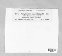Phragmidium occidentale image